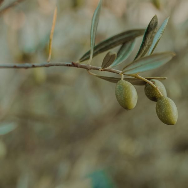 Εξαιρετικά Παρθένο Βιολογικό Ελαιόλαδο - Image 12